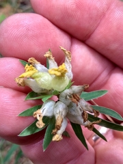 Anthyllis vulneraria polyphylla