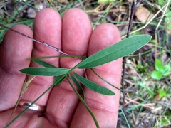 Anthyllis vulneraria polyphylla