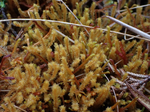Plicanthus hirtellus