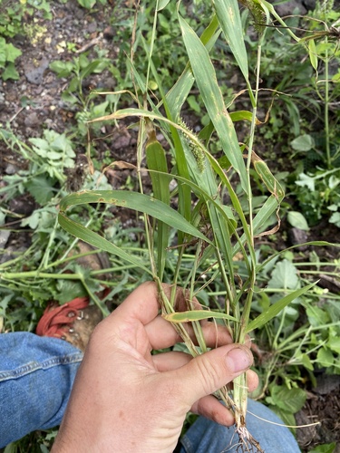 Setaria adhaerens observed 2024-12-10