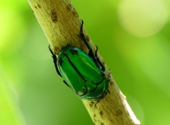 Heterorrhina elegans