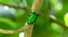 Heterorrhina elegans