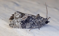 Gymnandrosoma punctidiscanum