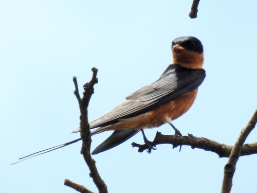 Rufous-chested Swallow