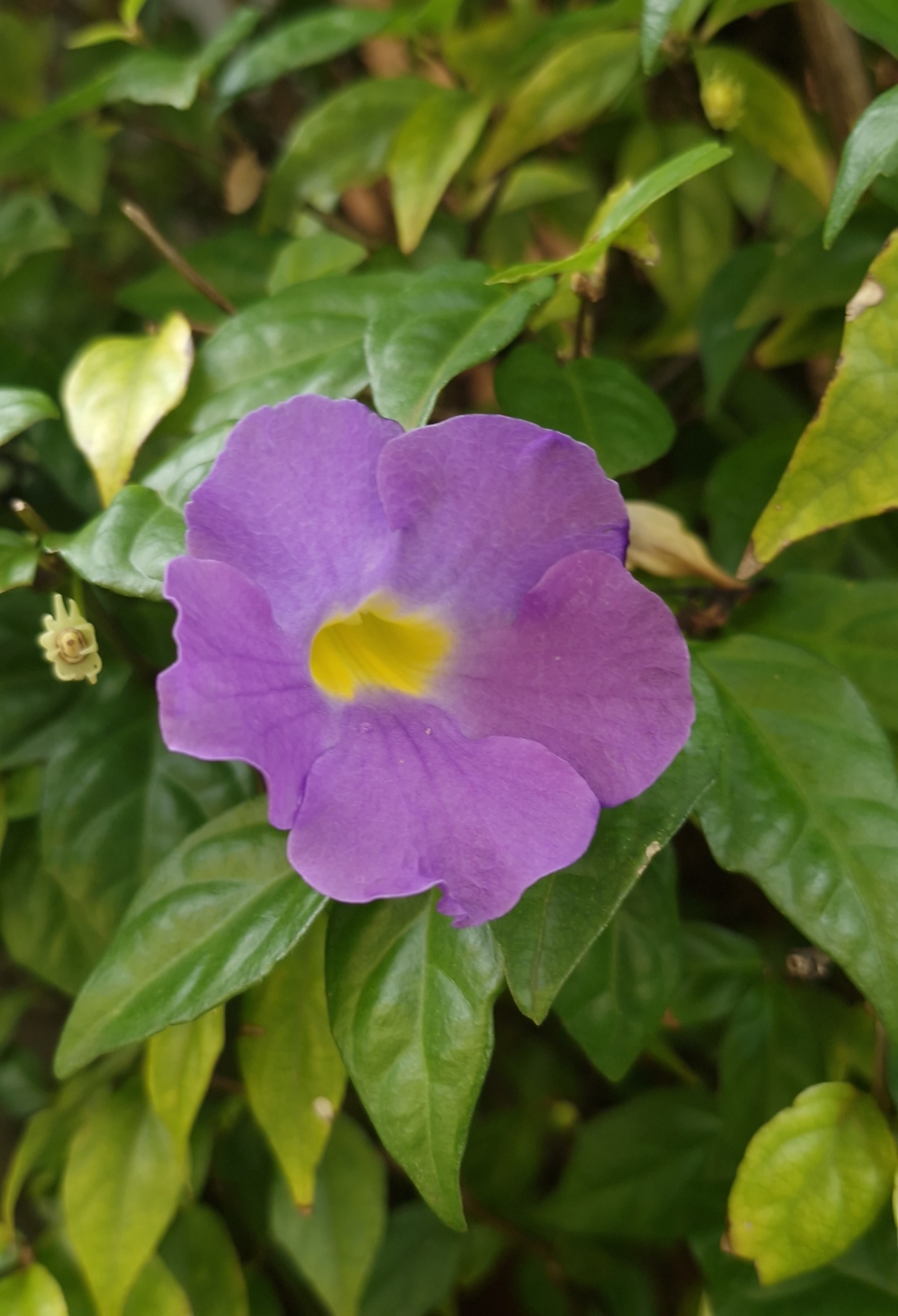 Thunbergia erecta