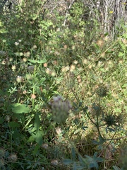 Trifolium obtusiflorum