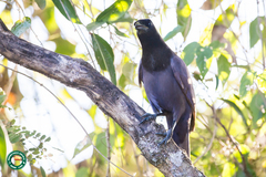 Cyanocorax cyanomelas