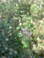 Trifolium obtusiflorum