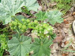 Malva verticillata