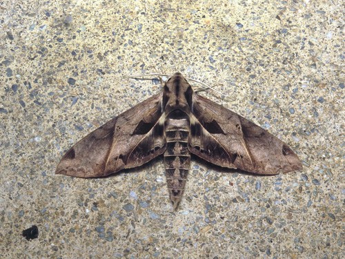 Satellite Sphinx