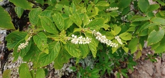 Clethra acuminata