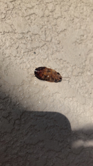 Pycnoscelus surinamensis