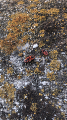 Pyrrhocoris apterus