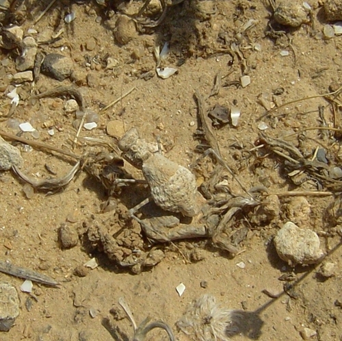 Eremiaphila denticollis