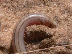 Kalahari Burrowing Skink photo 5