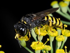 Ectemnius cephalotes