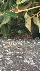 Tarentola mauritanica