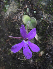 Pinguicula oblongiloba