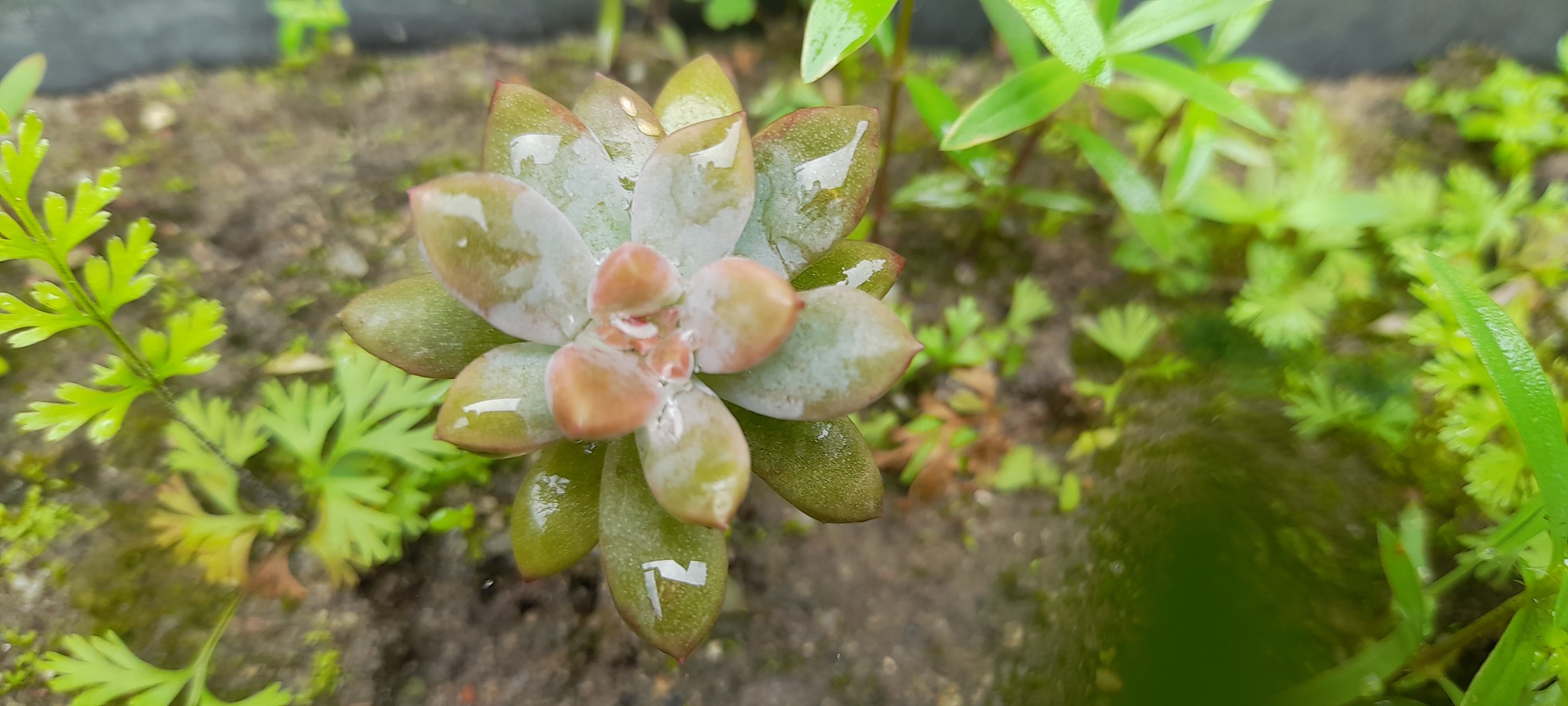 Imagem de Planta fantasma