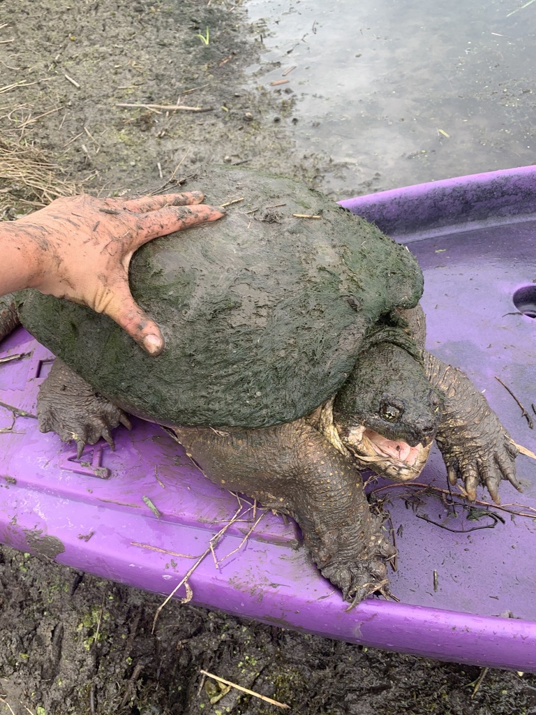 Common snapping turtle from clay mi us on may 22 2021 at 10 40 am by