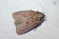 Acrolophus plumifrontella