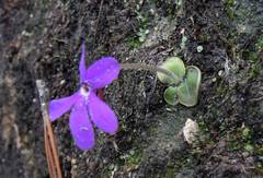 Pinguicula oblongiloba