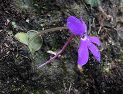 Pinguicula oblongiloba