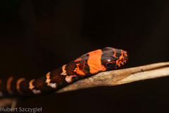 Northern Woodland Racer photo 4