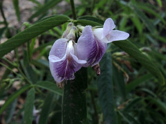 Clitoria triflora