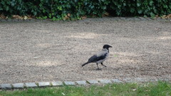 Corvus cornix