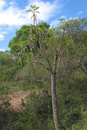Image of Vasconcellea quercifolia by no rights reserved