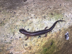 Chiropterotriton orculus