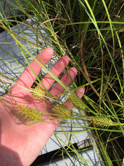 Vesicariae
