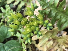 Dudleya farinosa