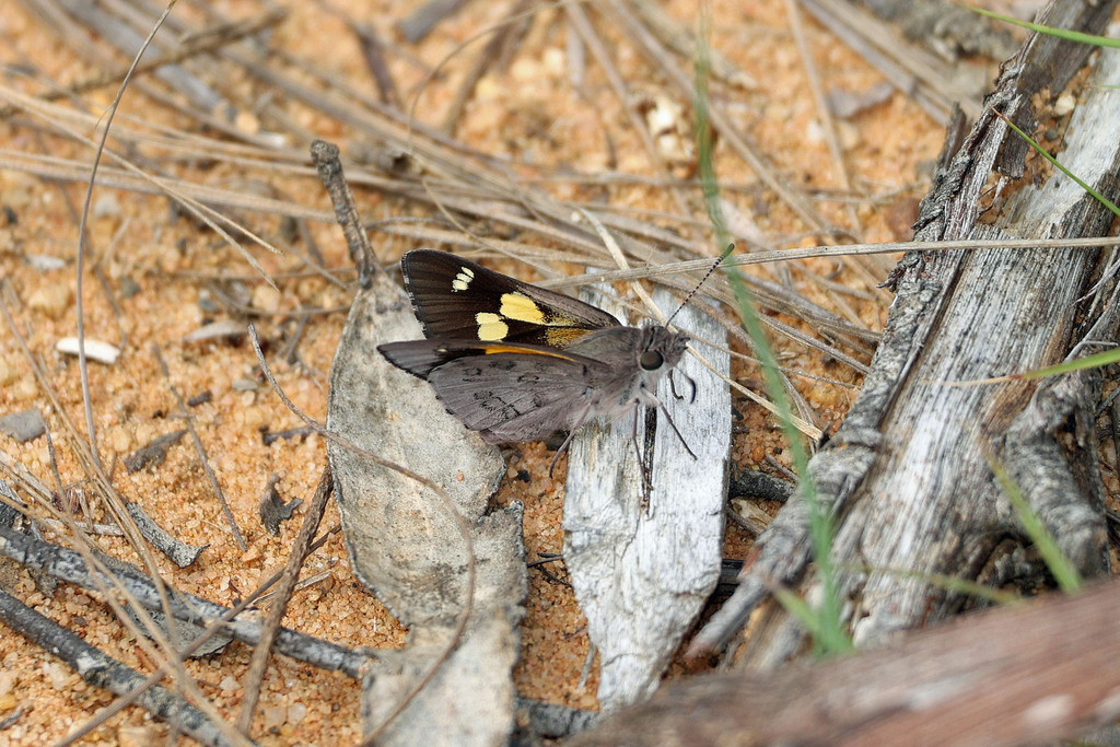Montane Iris-skipper