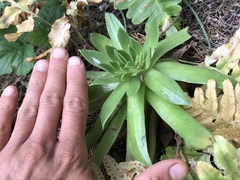 Dudleya farinosa