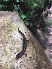 Chiropterotriton orculus