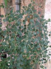 Capparis zoharyi