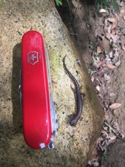 Chiropterotriton orculus