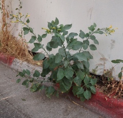 Nicotiana glauca