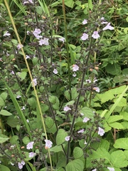 Clinopodium menthifolium ascendens
