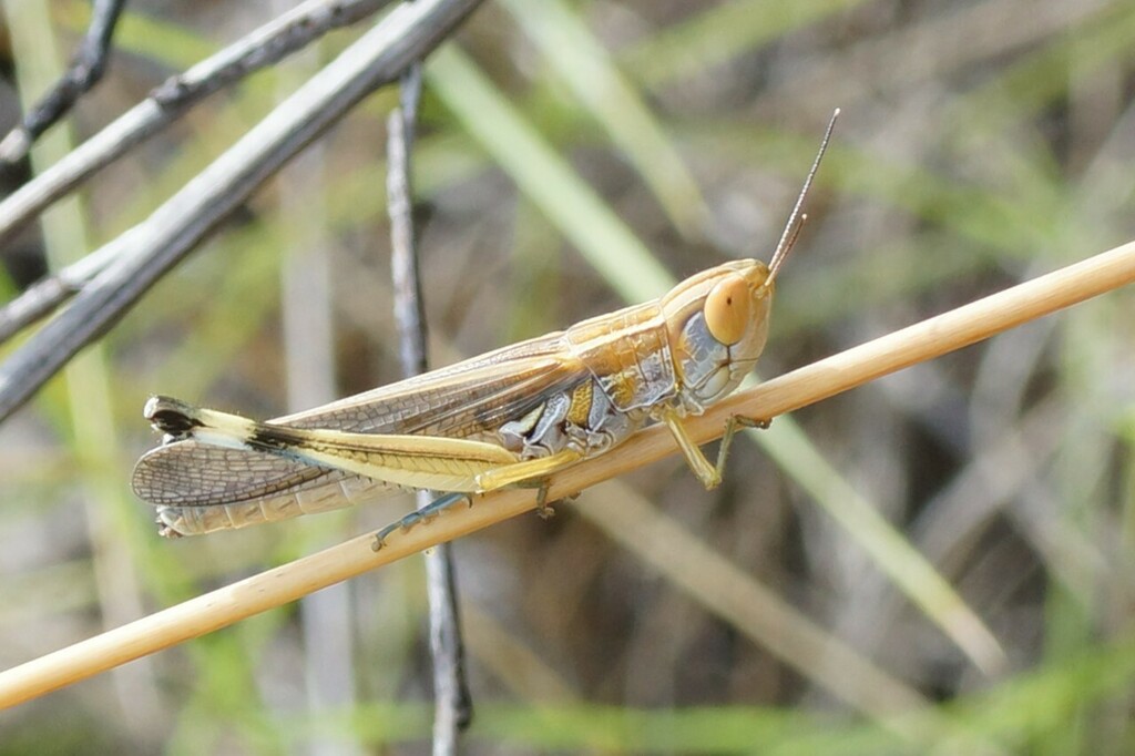 Macrotona lineosa