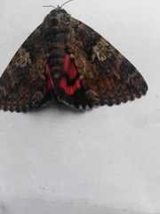 Catocala sponsa