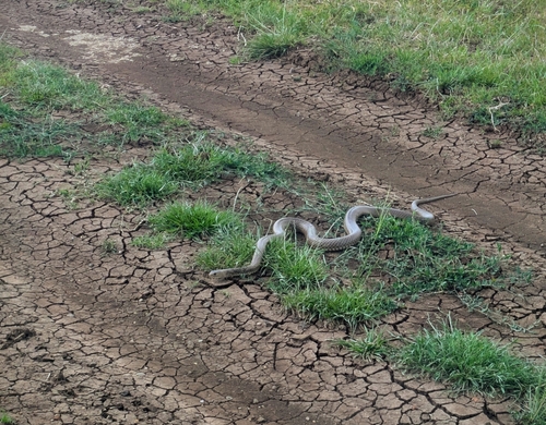 Eastern Brown Snake sighting