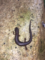 Chiropterotriton orculus