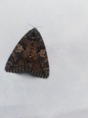 Catocala sponsa