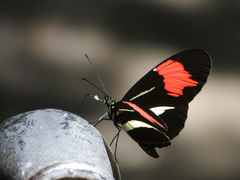 Heliconius besckei