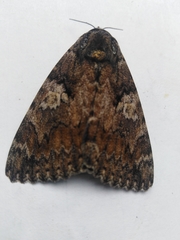 Catocala sponsa