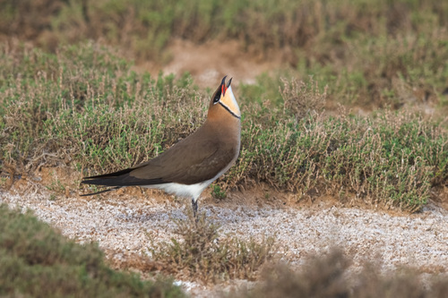 Black-winged Pratincole, Apanasenkovskiy rayon, RU-ST, RU, photo 6 of 10