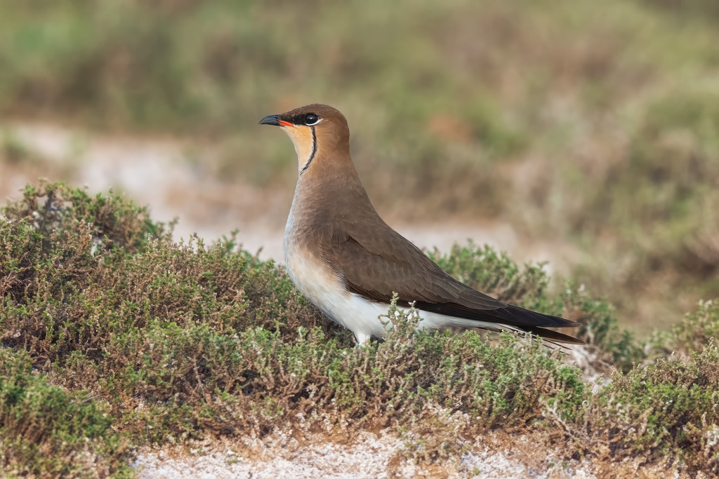 Black-winged Pratincole (Glareola nordmanni) photo